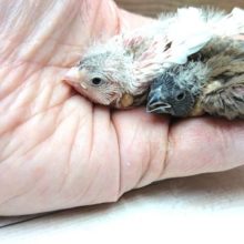 ほわっとステキなキンカチョウ～ヒナきました♪