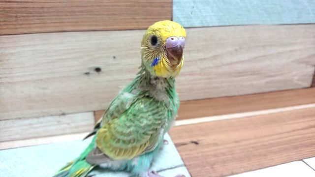 姿勢がｷﾚｲ☆ 明るいエメラルドカラーのセキセイインコ