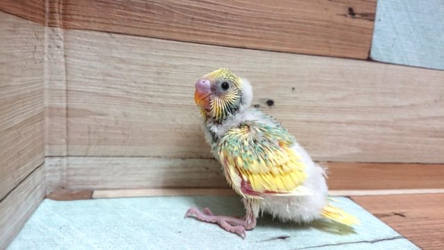 ポーズが上手！　しれっと。。セキセイインコ　パステルカラーレインボークリームパイド～
