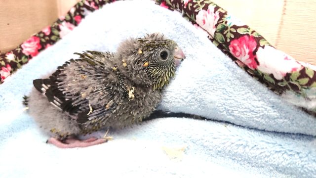 オリーブカラーのサザナミインコ～　落ち着きあります～
