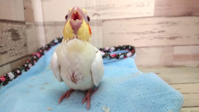 あ～♪　あ～ぁ～♪　ごはん！♪　オカメインコ　ルチノーですっ