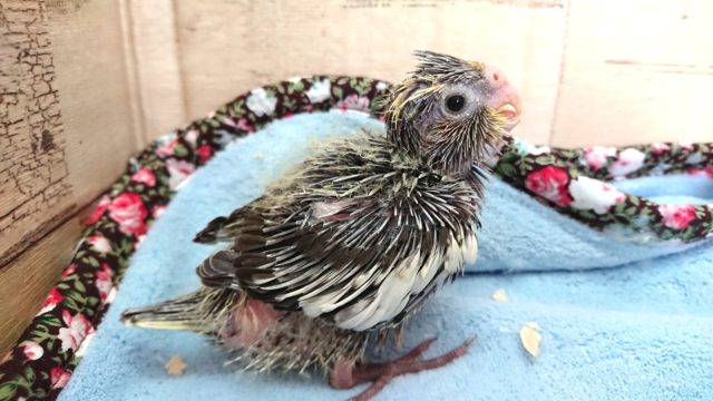 つんつんのーー　オカメインコ　ノーマルです♪