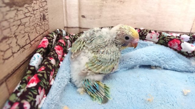 華やかさと落ち着きあるカラー。セキセイインコ　パステルレインボー