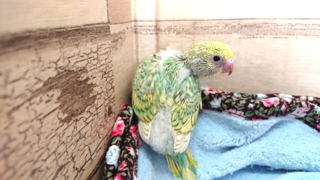 美～～☆　セキセイインコ　パステルカラーレインボースパングル