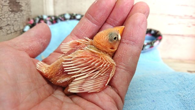 イチオシです！！　白文鳥のヒナでｺﾞｻﾞｲﾏｽ～～