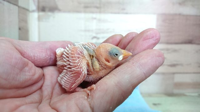 つぶらな瞳☆ 白文鳥のヒナでｺﾞｻﾞｲﾏｽ