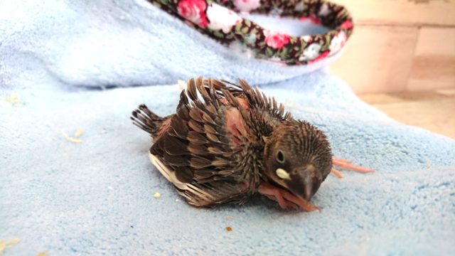 目指すは！ベタ馴れ文鳥さん～　桜文鳥ですっ　2021　5月1日