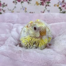 レアです！！ ビセイインコ“ルチノー”のひな　2021.4/22撮影