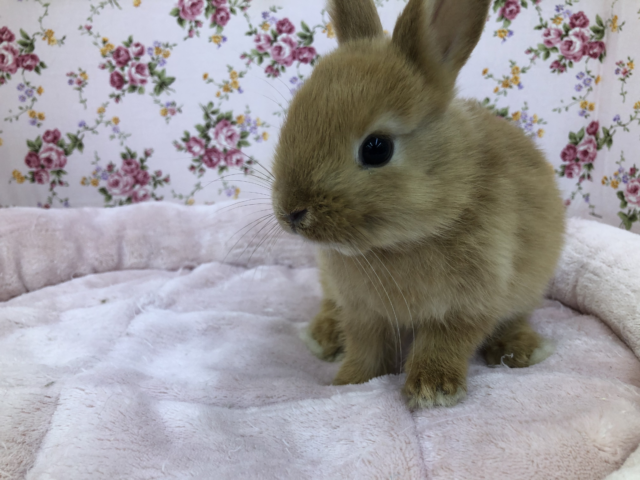 ミニウサギオレンジ在舎しております！！　４／２４投稿