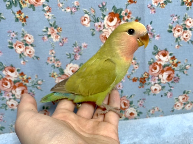 コザクラインコ～　シナモンカラーです　2021　4月16日