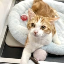 スコティッシュ・フォールド（レッドタビー&ホワイト）　2020年12月1日生まれ　男の子