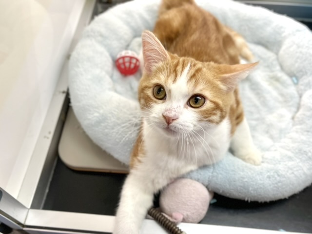 スコティッシュ・フォールド（レッドタビー&ホワイト）　2020年12月1日生まれ　男の子