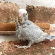 超ホヤホヤ最新画像♪セキセイインコ、ライラックカラーのコ来ましたっ