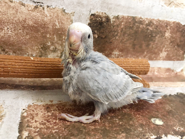超ホヤホヤ最新画像♪セキセイインコ、ライラックカラーのコ来ましたっ