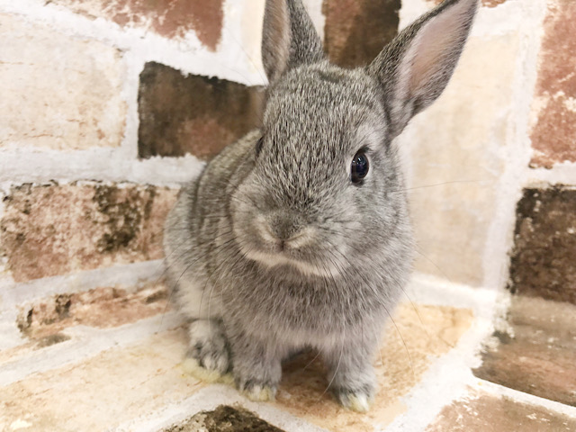 のほほ〜んな穏やかさん★ネザーランドドワーフ(グレー)