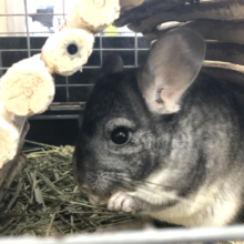 チンチラノーマルカラーの女の子です　４／１９投稿