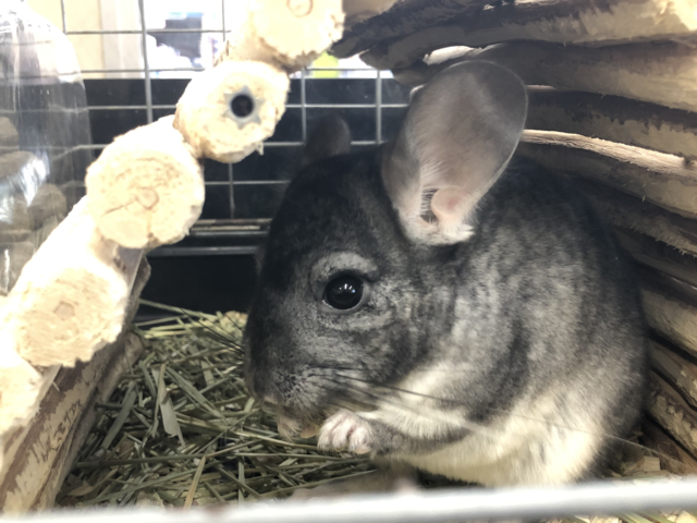 チンチラノーマルカラーの女の子です　４／１９投稿