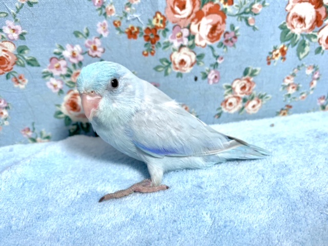 マメルリハ アメリカンホワイト 男の子 4月3日