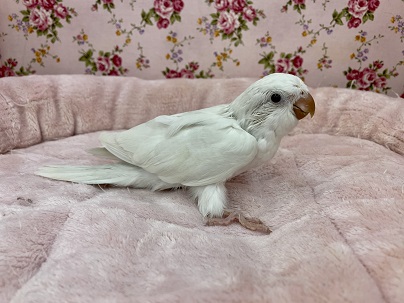 美白さん！！ オキナインコ“アルビノ”のひな 2021.4/2撮影