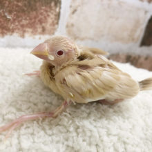 超ホヤホヤ最新画像☆への字口が、たまりません。。シナモン文鳥！