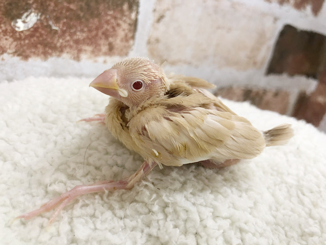 超ホヤホヤ最新画像☆への字口が、たまりません。。シナモン文鳥！