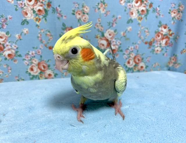 オカメインコ　パールパイドのヒナがやってきました！　2021　4月9日