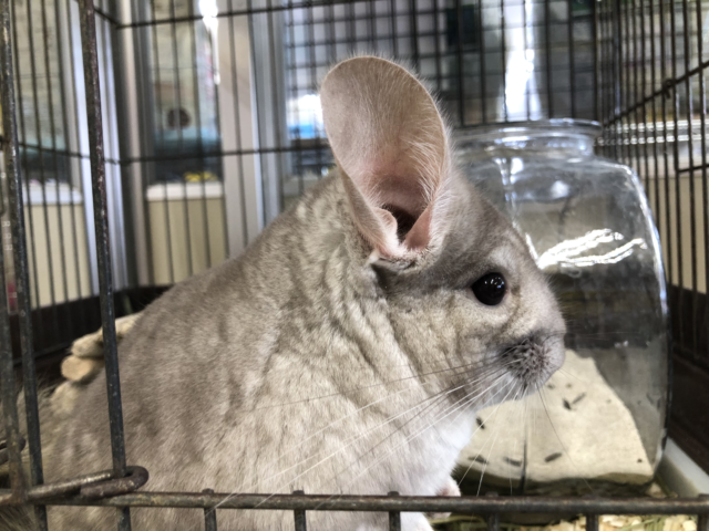 大阪生まれ元気な男の子です　４／１９投稿