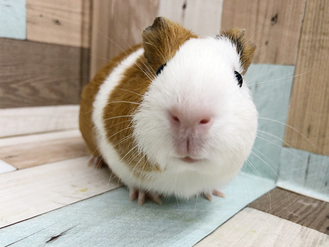 超ビビりさんだけど超可愛い♥イングリッシュモルモット