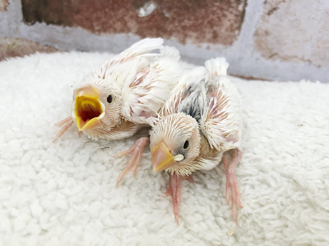 ご飯の時間に大合唱♪白文鳥ヒナ！