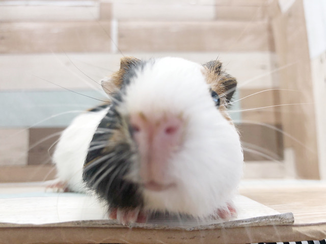 逃げるのに寄ってくる！？イングリッシュモルモット♪