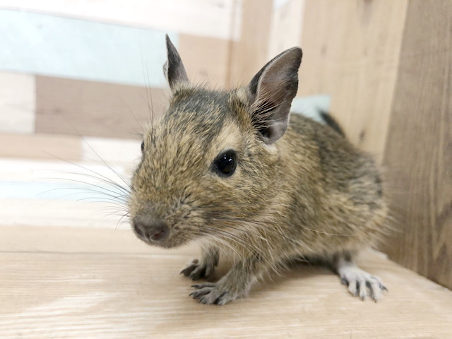 お散歩大好き〜♪デグーくん(ノーマル)