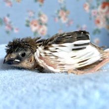 十姉妹  ヒナ  4月11日