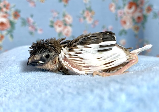 十姉妹 ヒナ 4月11日