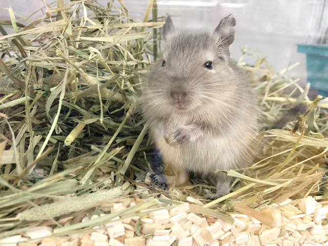 手の中でうとうと♡ブルーデグーちゃん！