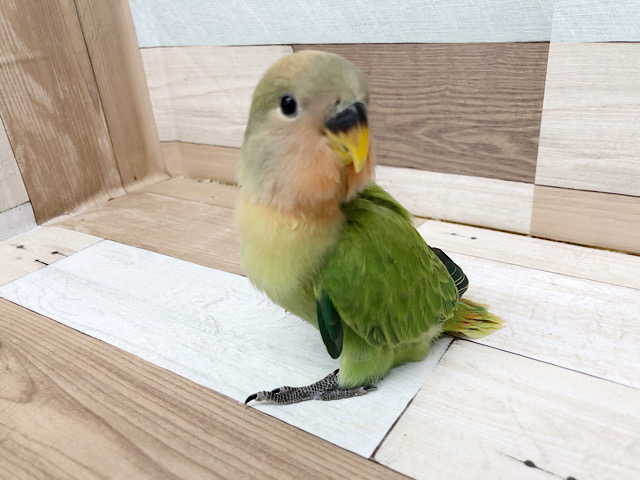 自己主張強い♡コザクラインコヒナ(オパーリン)