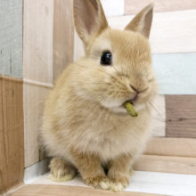 アピールがぶちゃかわ♥ネザーランドドワーフ(オレンジ)