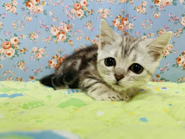 物欲強め!!ねこじゃらしハンターマンチカンくん☆