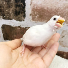 綺麗に成長してます☆白文鳥ヒナ！