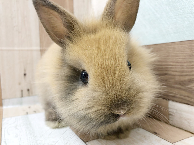 ちょこんっと小さい♡ライオンラビットさん(トーティー)