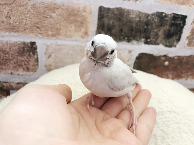 超ホヤホヤ最新画像★への字口。シルバー文鳥きました！