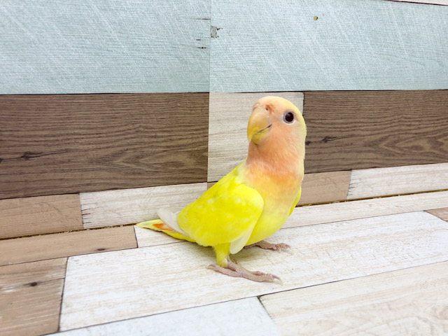 超ホヤホヤ最新画像★ヒナ餌卒業！綺麗なコザクラインコルチノー