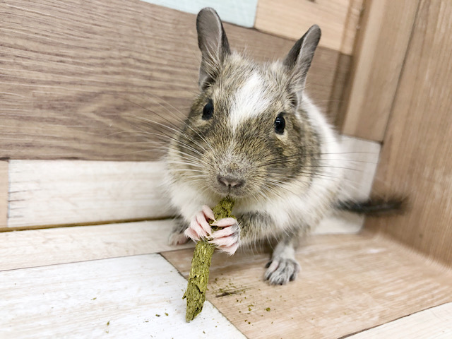 かわいい系男子♥パイドデグーくん！