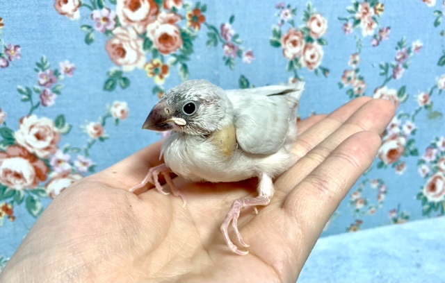 シルバー文鳥　４月７日