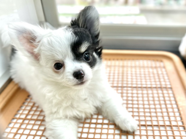 チワワ（ロング）（ホワイトブラック&タン）　2021年1月22日生まれ　男の子