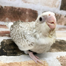 超ホヤホヤ最新画像♪色白フェイス☆　オカメインコ　ホワイトフェイスシナモンパールパイド～～