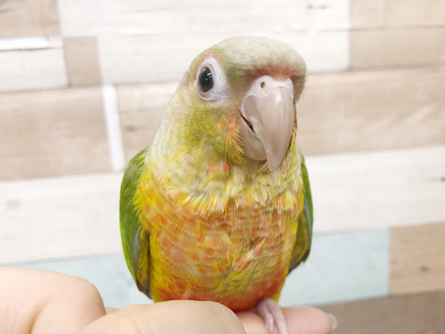 超ホヤホヤ最新画像♪ウロコスマイルです☆ ウロコインコ シナモンになります♪