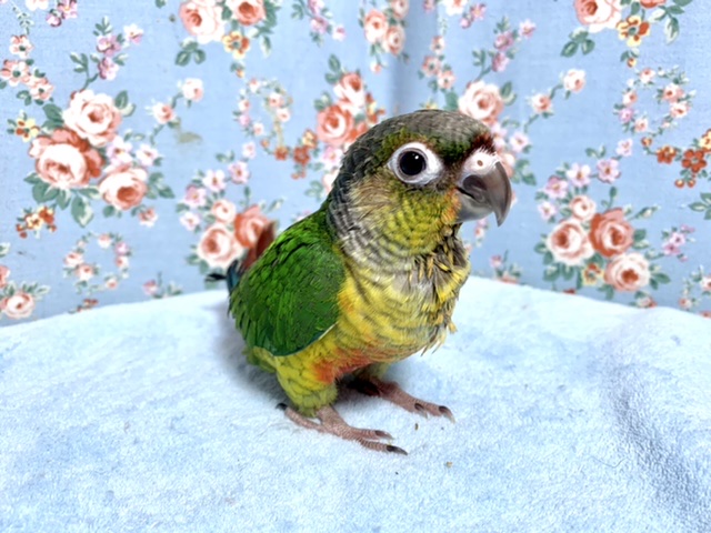 久しぶり！ワキコガネウロコインコ　少し成長したよ！　2021　4月16日