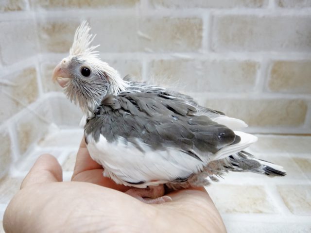 渋いカラー　オカメインコ☆ホワイトフェイスパイド　2021年04月3日