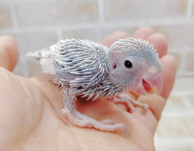 メルヘンカラー　マメルリハ☆アメリカンホワイト　2021年04月23日