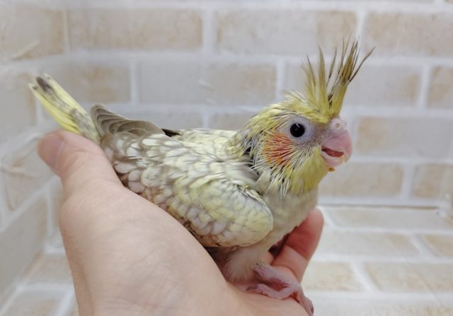 淡いカラーが素敵です！　オカメインコ☆シナモンパール　2021年04月21日